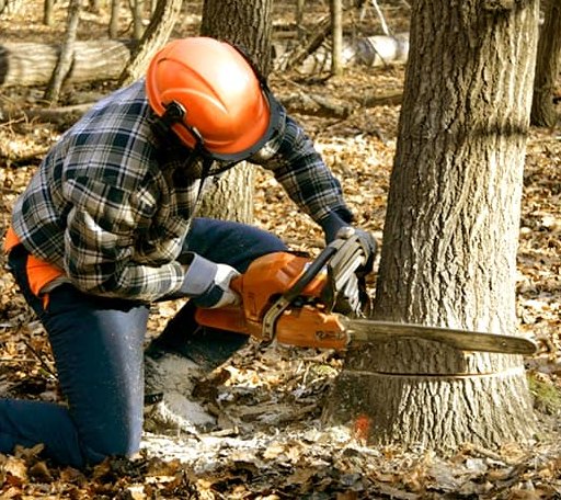 Tree Removal in Tussy, OK